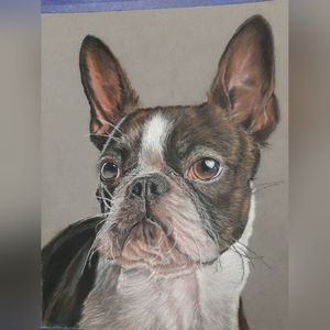 Exampe Boston Terrier Pet portrait painting, in pastel.  Not forsale
